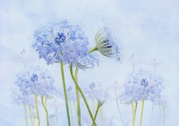 Ätherische Blaue Blumen