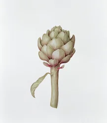 Artischocke, 1999