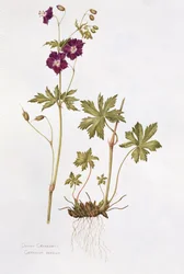 Dunkler Storchschnabel