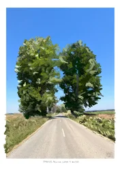 Zwillingsbäume auf dem Weg nach Golega