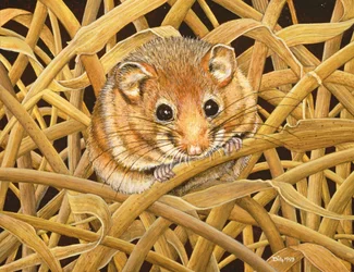 Siebenschläfer, 1993