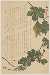 Bittermelone, 1825