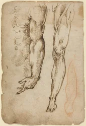 Anatomische Studien