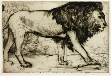 Ein Löwe