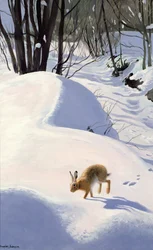 Hase im Schnee