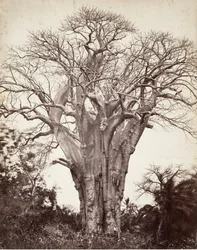 Baobab auf Mohéli