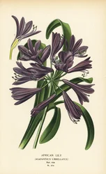 Afrikanische Lilie, Agapanthus africanus