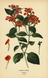 Großer Salbei, Ghaneri oder Wandelröschen, Lantana camara