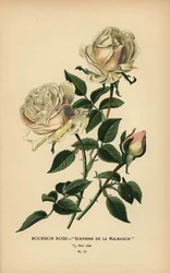 Bourbon-Rose, Souvenir de la Malmaison