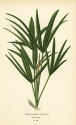 Breitblättrige Palmlilie oder Bambuspalme, Rhapis excelsa (Trachycarpus excelsus). Chromolithographie nach einer Illustration von Desire Bois aus Edward Step
