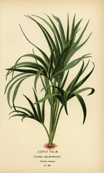 Lockige Palme, Howea belmoreana. Gefährdet. Chromolithographie aus einer Illustration von Desire Bois aus Edward Step