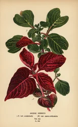 Herbsts Blutblatt-Varianten, Iresine herbstii