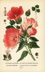 Lavatera trimestris und Malope trifida