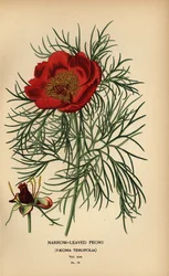 Schmalblättrige Pfingstrose, Paeonia tenuifolia