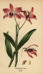 Edles Dendrobium, Dendrobium nobile. Chromolithographie nach einer Illustration von Desire Bois aus Edward Step
