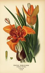 Pfauen-Tigerblume, Tigridia pavonia. Chromolithografie nach einer Illustration von Désiré Bois aus Edward Steps „Favourite Flowers of Garden and Greenhouse“, Frederick Warne, London
