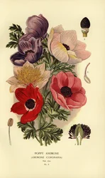Kronenanemonen, Anemone coronaria