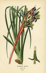 Königinstränenpflanze, Billbergia nutans. Chromolithographie nach einer Illustration von Desire Bois aus Edward Step