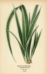 Tahitianische Schraubenpalme, Pandanus tectorius. Chromolithographie nach einer Illustration von Desire Bois aus Edward Step