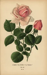 Teerosen-Hybrid, La France, Rosa × odorata