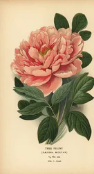 Baumpfingstrose, Paeonia moutan
