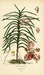 Vanda tricolor Orchidee. Chromolithographie nach einer Illustration von B. Herincq aus Edward Step