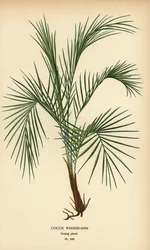 Weddell-Palme, Lytocaryum weddellianum, junge Pflanze (Cocos weddeliana). Chromolithographie nach einer Illustration von Desire Bois aus Edward Step