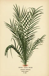 Wilde Dattelpalme oder Senegal-Dattelpalme, Phoenix reclinata. Chromolithographie nach einer Illustration von Desire Bois aus Edward Step