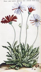 Bellis Afric: ...