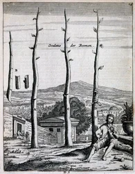 Obstbäume, aus De Nederlandze Hesperides von Jan Commelin, veröffentlicht 1676