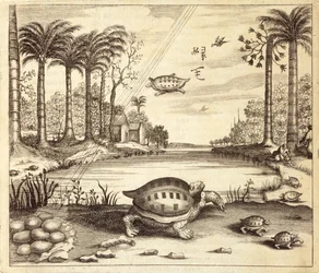 Schildkröteneier schlüpfen, aus China Illustrata von Athanasius Kircher (1601-80), 1667