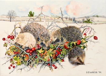 Igel im Hecken-Korb, 1996