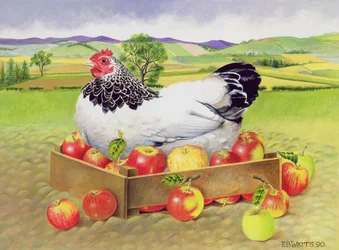 Henne in einer Kiste mit Äpfeln, 1990
