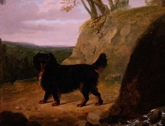 Ein Cockerspaniel in der Landschaft