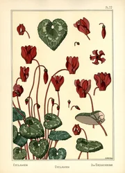 Das Alpenveilchen