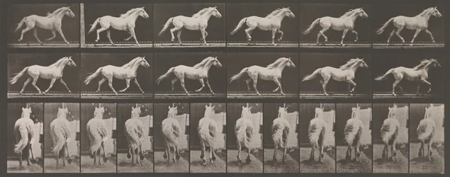 Tierlokomotion. Eine elektro-fotografische Untersuchung der aufeinanderfolgenden Phasen von Tieren, 1880er Jahre