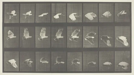 Tierbewegung, Tafel 758, 1887