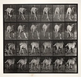 Dread Trotting, 1887
