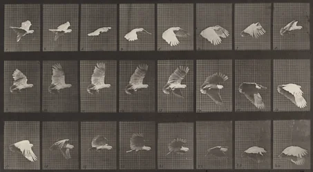Tafel Nummer 758. Fliegender Kakadu, 1887.