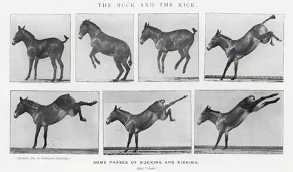 Der Bock und der Tritt