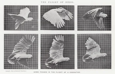 Eadweard Muybridge: Der Flug der Vögel (s/w Foto)