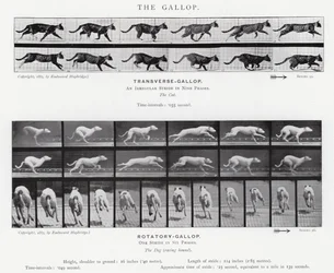 Der Galopp