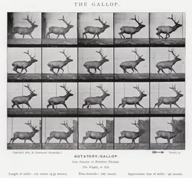 Der Galopp