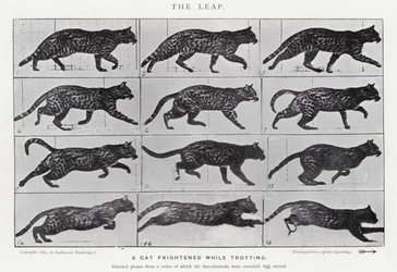 Eadweard Muybridge: Der Sprung (s/w Foto)