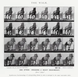 Eadweard Muybridge: Der Gang