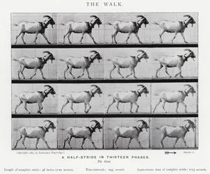 Eadweard Muybridge: Der Gang