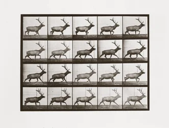 Elch, Tafel 692 aus Animal Locomotion, 1887