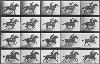 Galoppierendes Pferd, Tafel 628 aus „Animal Locomotion“, 1887