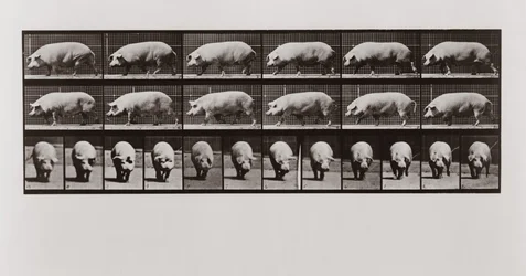 Schwein geht, Platte 673 aus Animal Locomotion