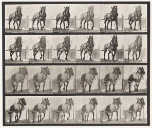 Tafel 568. Ziehend; Dunkelgraues Belgisches Pferd Billy